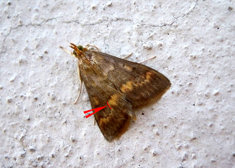 Crambidae: Ostrinia nubilalis